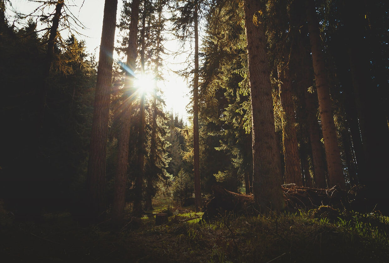 YLR Entrepreneur Forestier